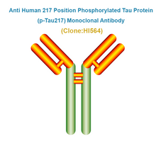 Load image into Gallery viewer, Anti Human 217 Position Phosphorylated Tau Protein (p-Tau217) Monoclonal Antibody