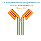 Anti Human 217 Position Phosphorylated Tau Protein (p-Tau217) Monoclonal Antibody