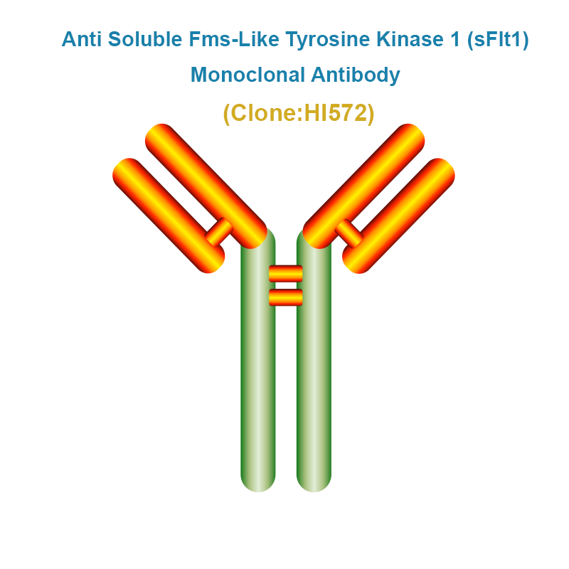 Anti Soluble Fms-Like Tyrosine Kinase 1 (sFlt1)  Monoclonal Antibody