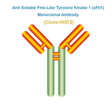 Load image into Gallery viewer, Anti Soluble Fms-Like Tyrosine Kinase 1 (sFlt1)  Monoclonal Antibody