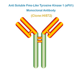 Anti Soluble Fms-Like Tyrosine Kinase 1 (sFlt1)  Monoclonal Antibody