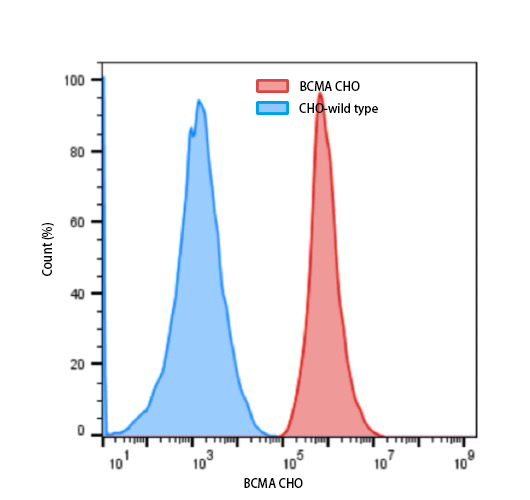 CHO-BCMA Cell Line