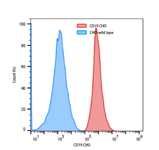 CHO-CD19 Cell Line