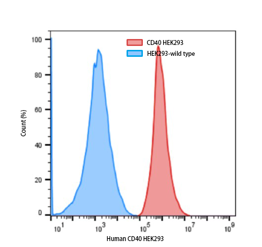 Human CD40 HEK293 Cell Line