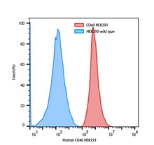 Load image into Gallery viewer, Human CD40 HEK293 Cell Line