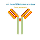 Anti-Human FGF23 Monoclonal Antibody, Clone: Burosumab