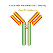 Load image into Gallery viewer, Anti-Human PRLR Monoclonal Antibody, Clone: Rolinsatamab