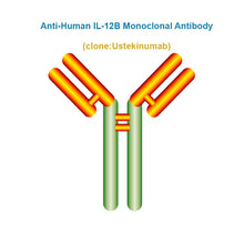 Load image into Gallery viewer, Anti-Human IL-12B Monoclonal Antibody, Clone: Ustekinumab