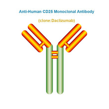 Load image into Gallery viewer, Anti-Human CD25 Monoclonal Antibody, Clone: Daclizumab