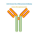 Anti-Human DLL3 Monoclonal Antibody, Clone: Rovalpituzumab