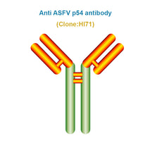 Load image into Gallery viewer, African Swine Fever Virus (ASFV) p54 Monoclonal Antibody, Clone HI71