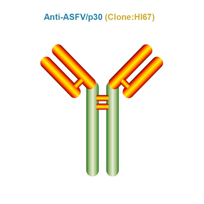 African Swine Fever Virus (ASFV) p30 Monoclonal Antibody