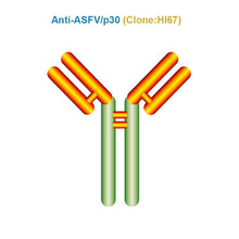 Load image into Gallery viewer, African Swine Fever Virus (ASFV) p30 Monoclonal Antibody