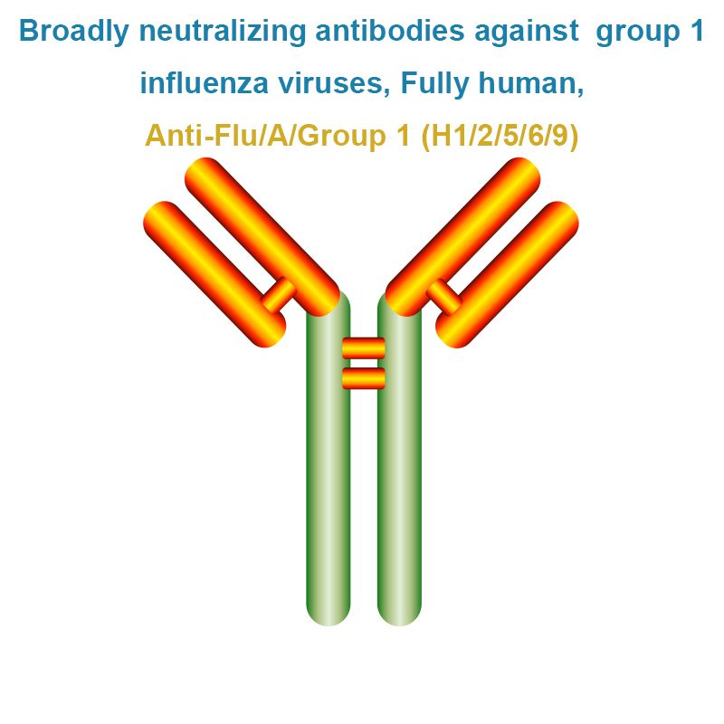 Broadly neutralizing antibodies against group 1 influenza viruses, Fully human, Anti-Flu/A/Group 1 (H1/2/5/6/9)